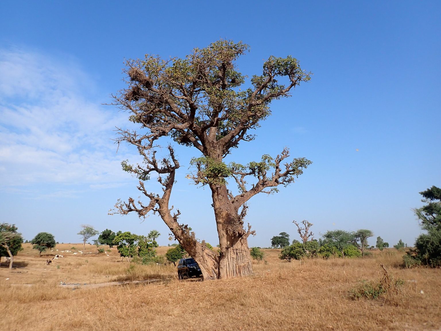 Accrobaobab