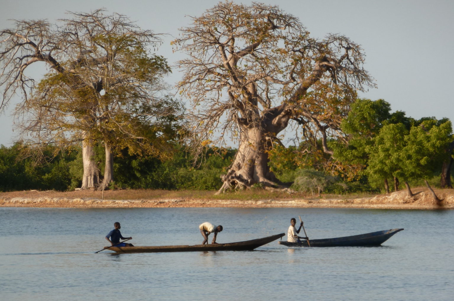 Pirogues et baobabs à Karabane, Casamance