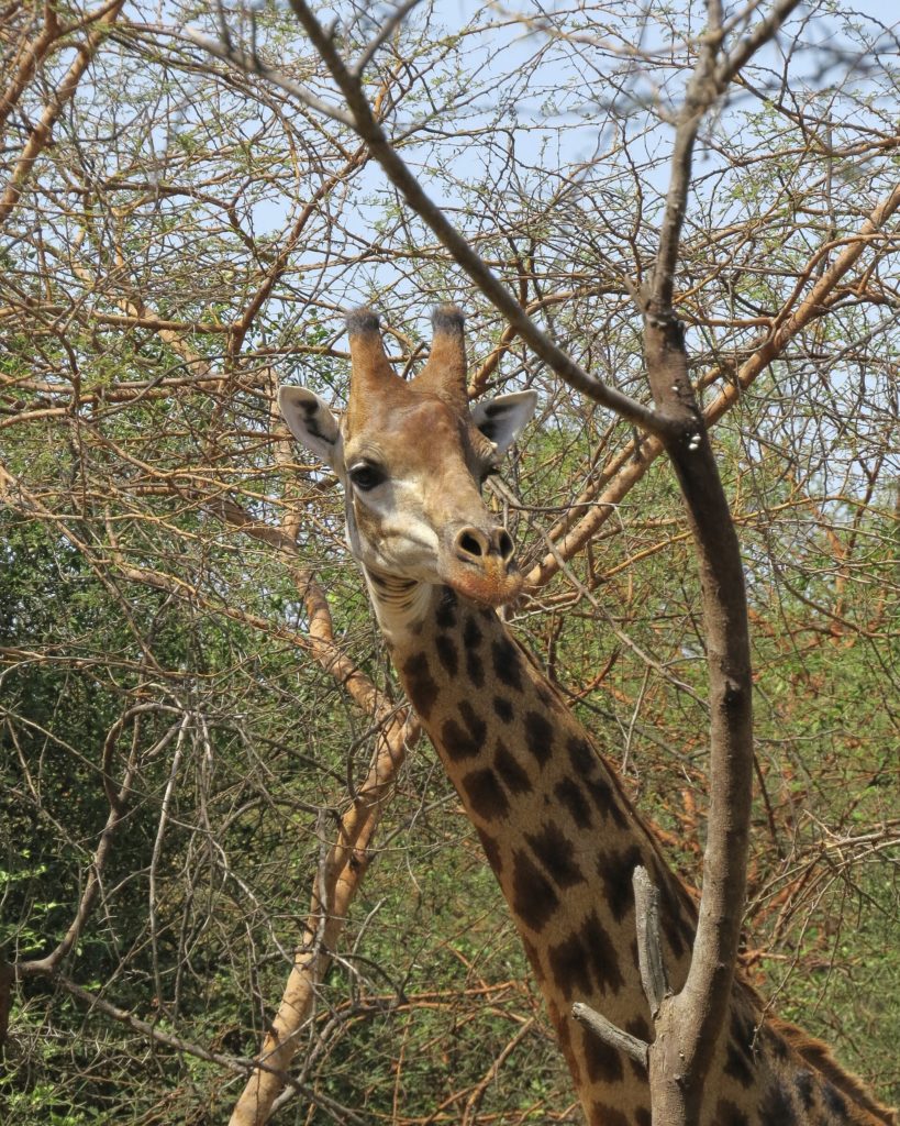 Safari — Réserve de Bandia