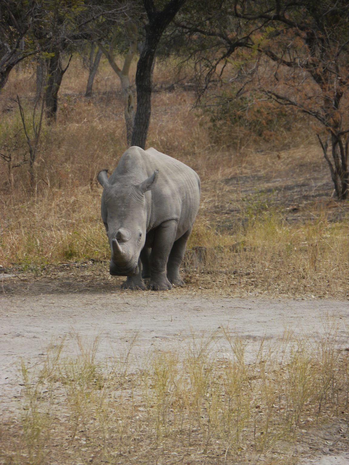 Réserve de Fathala — Marche avec les lions — photo 2