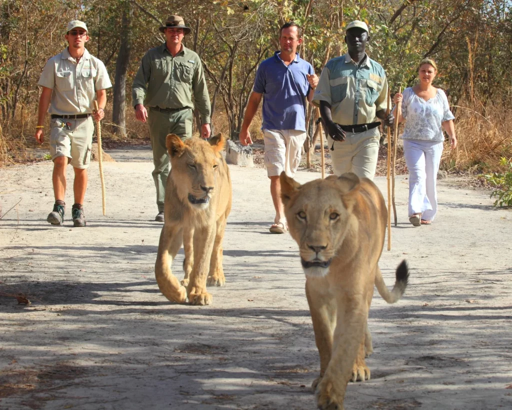 Marche avec les lions, Réserve de Fathala