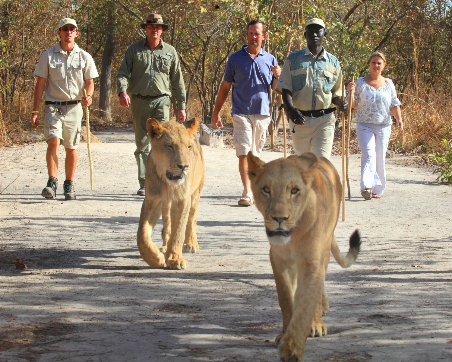 Marche avec les lions, Réserve de Fathala