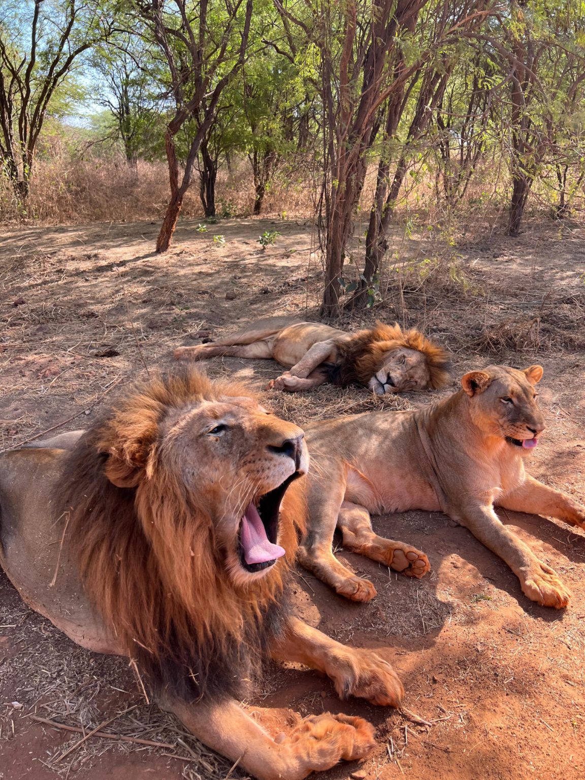 Excursion Safari avec les lions — Ranch de Bandia · Dakar Agency